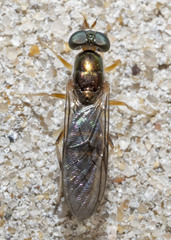 Merosargus caeruleifrons
