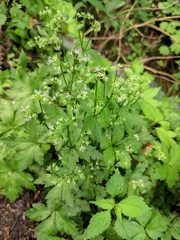 Sanicula lamelligera