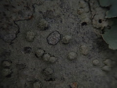 Pertusaria subplanaica