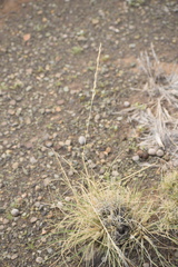 Stipagrostis ciliata capensis