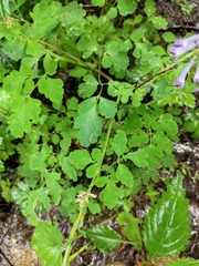 Corydalis edulis