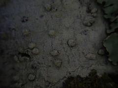 Pertusaria subplanaica