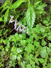 Corydalis edulis