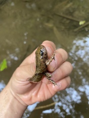 Anura