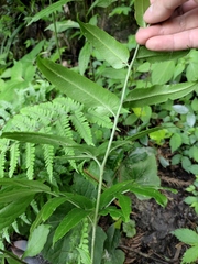 Coniogramme intermedia