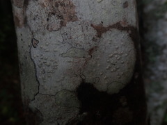 Pertusaria subplanaica