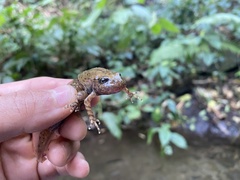 Anura