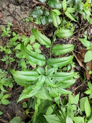 Coniogramme intermedia