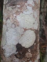 Pertusaria subplanaica