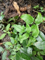 Coniogramme intermedia