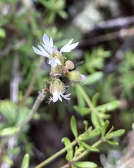 Lithophragma parviflorum parviflorum