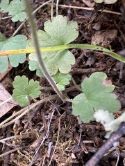 Lithophragma parviflorum parviflorum