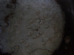 Pertusaria subplanaica