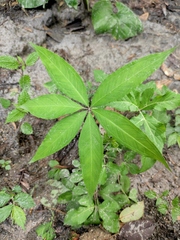 Arisaema erubescens