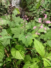 Tiarella polyphylla