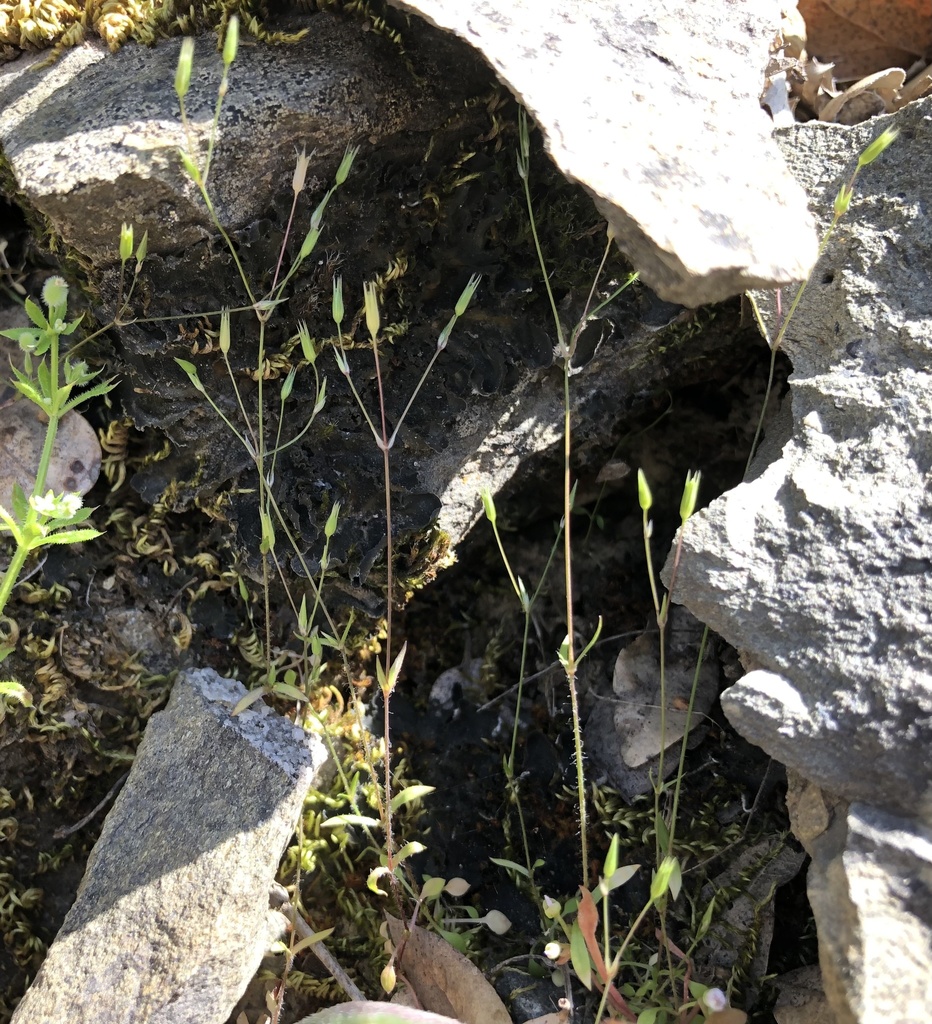 shining chickweed