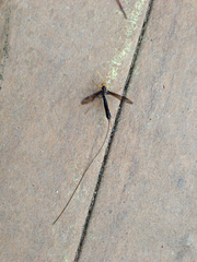 Megarhyssa atrata