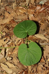 Matelea hirtelliflora