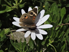 Junonia grisea