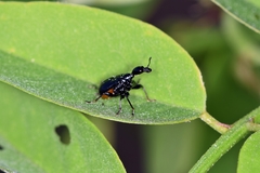 Compsapoderus erythrogaster