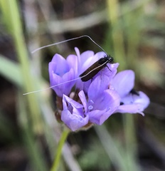 Adela singulella