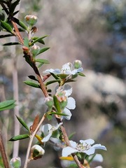 Leptospermum arachnoides