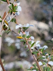 Leptospermum arachnoides