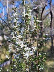 Leptospermum arachnoides
