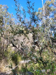 Leptospermum arachnoides