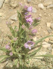 Penstemon jamesii