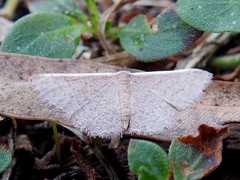 Idaea inversata