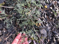Lomatium observatorium