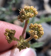 Lomatium observatorium