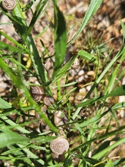 Polygyra cereolus image