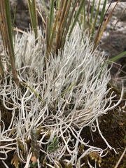 Thamnolia vermicularis