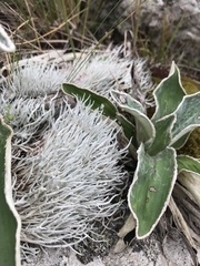 Thamnolia vermicularis