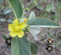 Image of Melhania forbesii