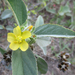 Melhania forbesii - Photo no rights reserved, uploaded by Botswanabugs
