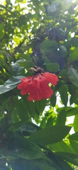 Brownea grandiceps