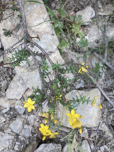 Hypericum empetrifolium (Hypericum empetrifolium)