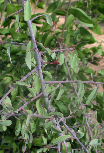 Ximenia americana var. americana image