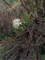 Spiraea crenata
