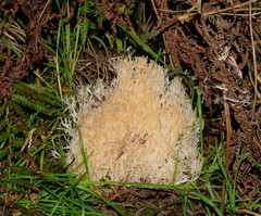 Aphelaria complanata