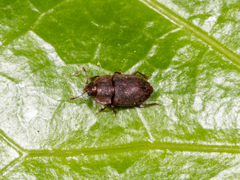 Epuraea rufa