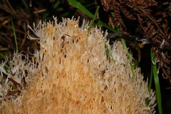 Aphelaria complanata