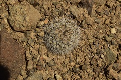 Mammillaria goodridgii