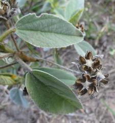 Melhania forbesii image