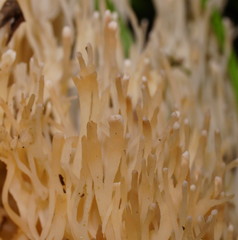 Aphelaria complanata