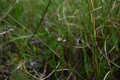 Polygala brevifolia