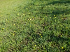 Pyrrhopappus grandiflorus